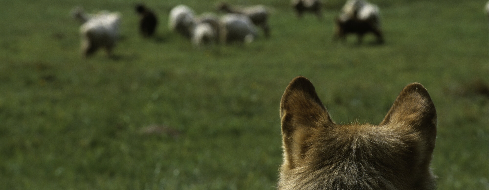 Náhrady škod způsobené vlky se rozšíří, začíná platit nová vyhláška