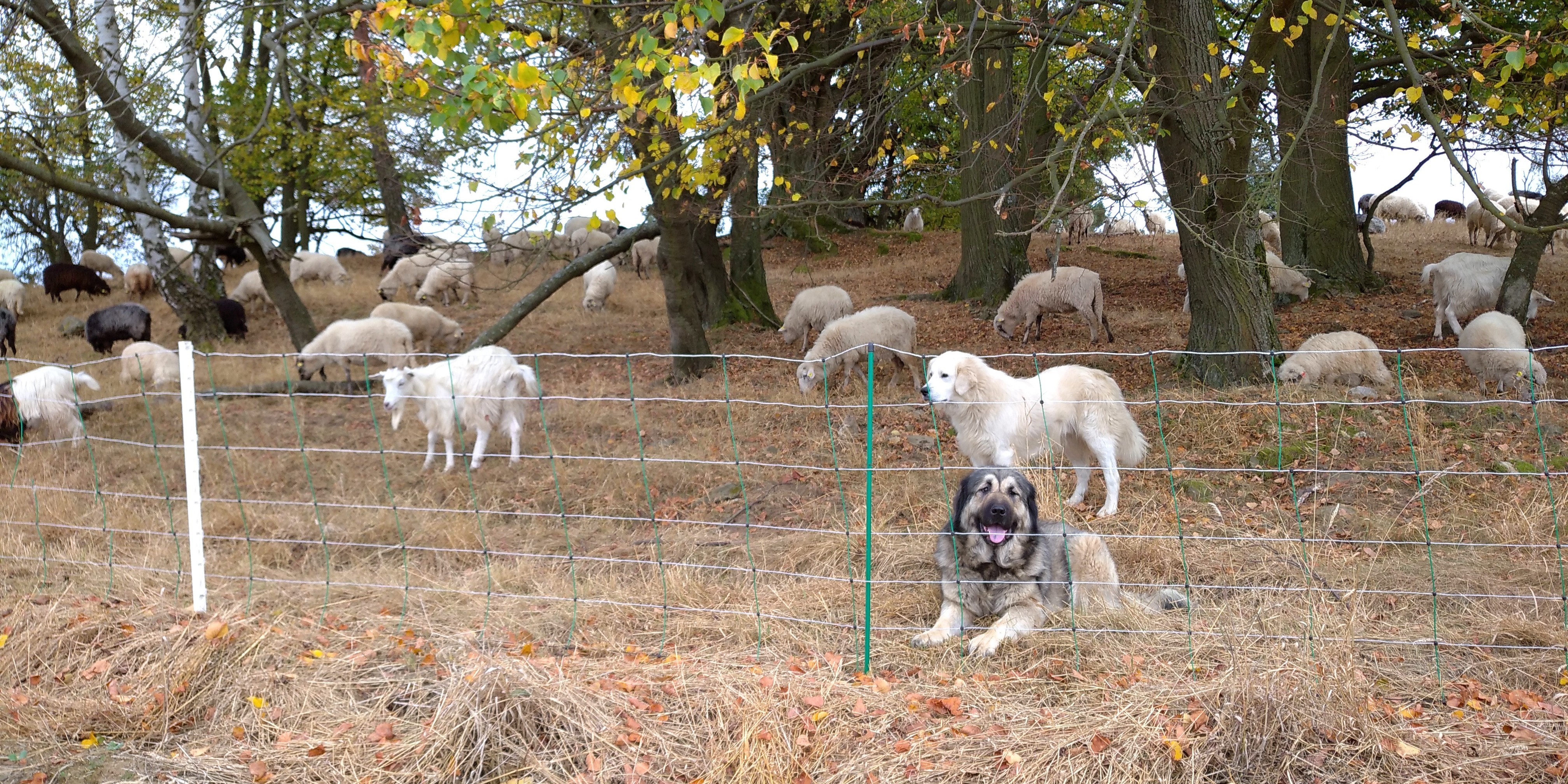 Pastevecký pes se stádem