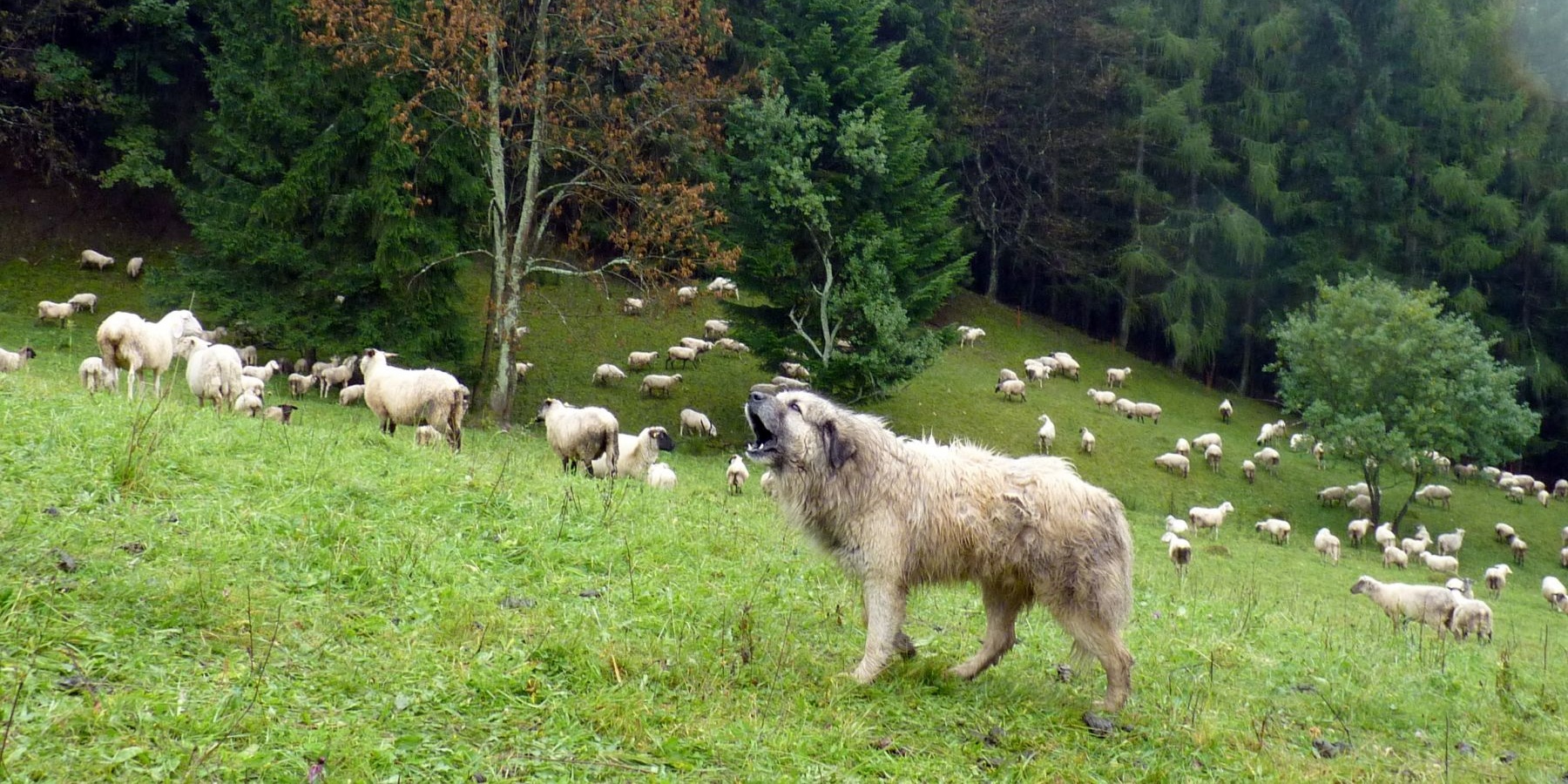 Pastevecký pes a stádo - Dana Bartošová