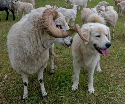 Pastevecký pes - ČSOP Libosváry