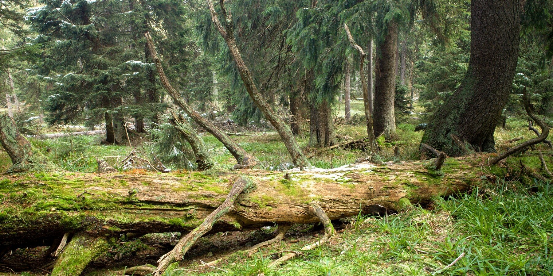 horský les - Petr Šaj