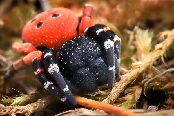 Detail červeně zbarveného pavouka stepníka moravského.