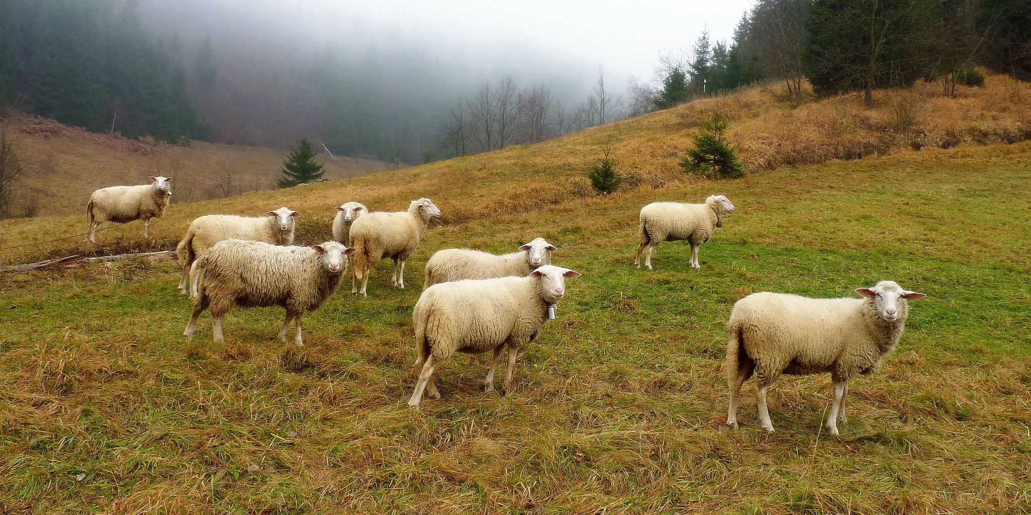 Pastva ovcí - Dana Bartošová