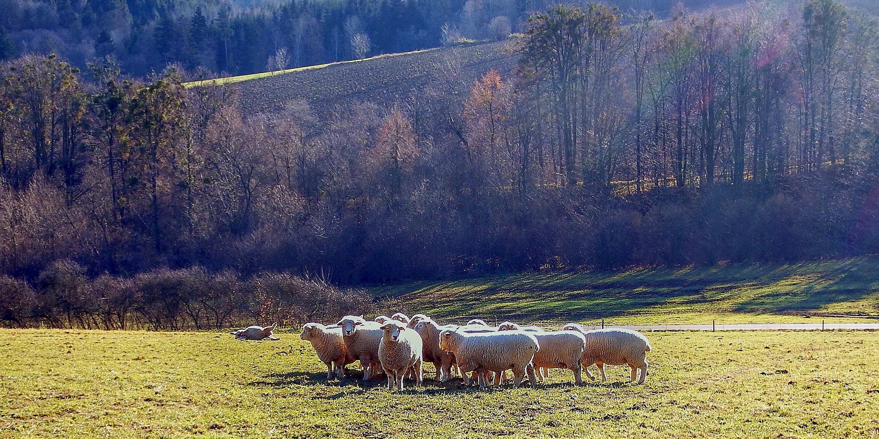 Stádo ovcí - Dana Bartošová