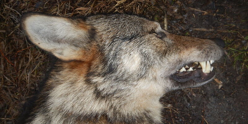 Vlk obecný - Vladislav Holec