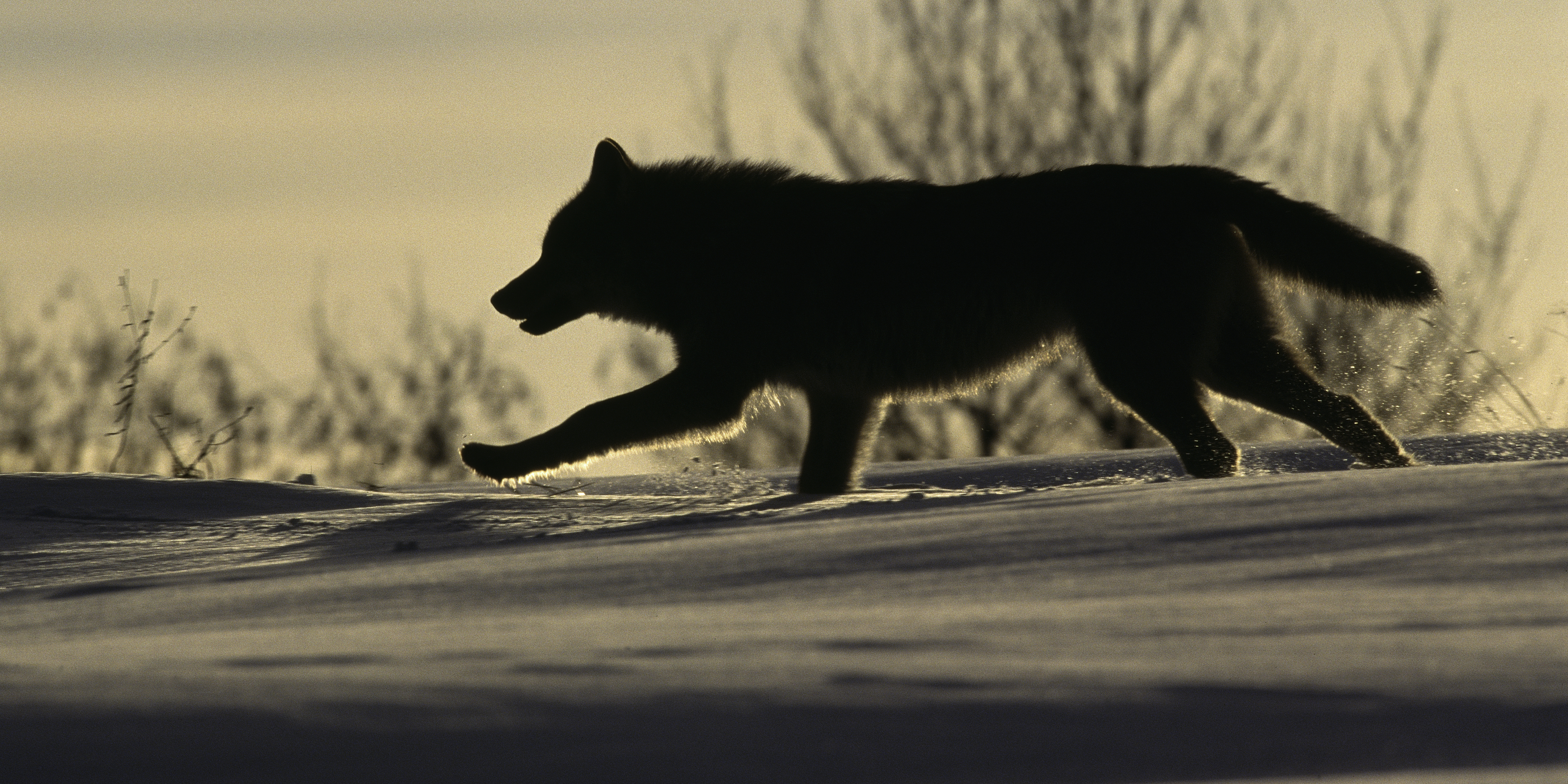 Vlk obecný - Staffan Widstrand