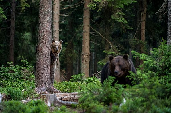 Medvěd hnědý v lese.