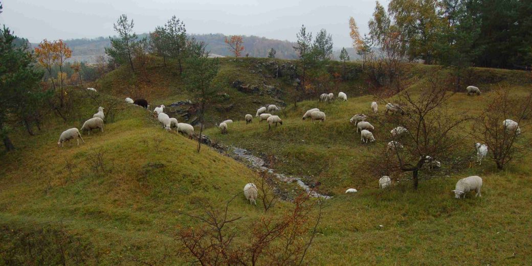 Pastva s ovcemi.