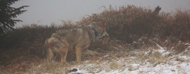 Krušnohorský vlk: vědci potvrdili úspěšný návrat šelmy do místních lesů