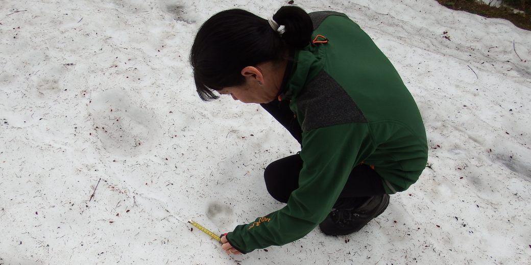 Měření vlčí stopy ve sněhu.