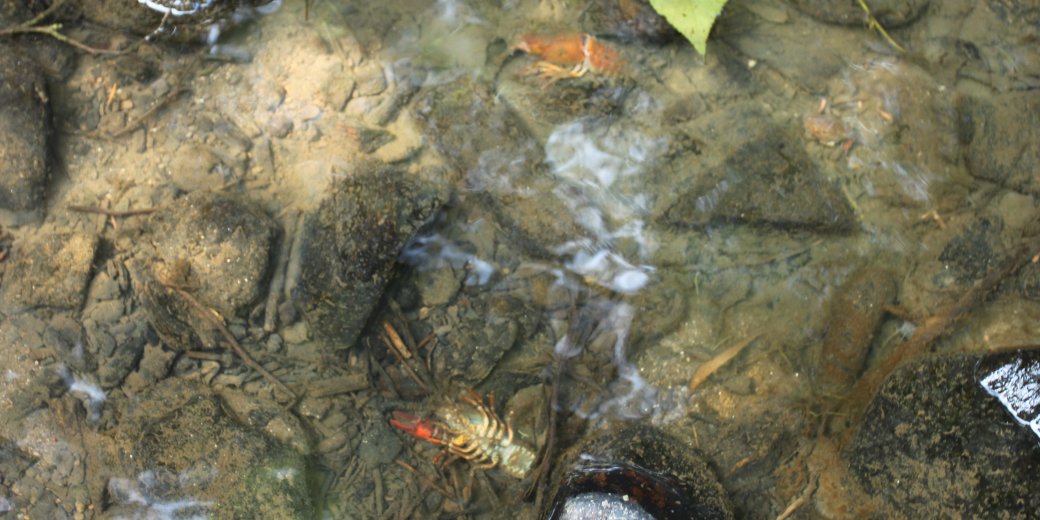 Pohled na dva v řece ležící mrtvé raky nakažené račím morem.