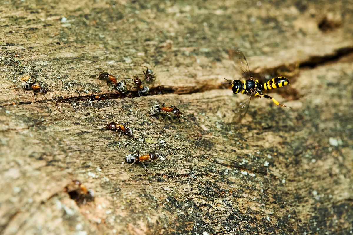 Kutík křivonártý na lovu mravenců lužních.