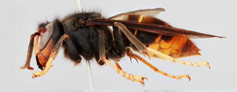 Sršeň asijská – nová hrozba pro včelaře i domácí přírodu