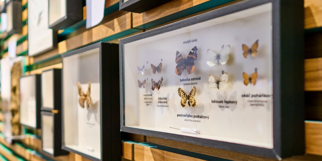 Z expozice Motýli Pálavy, foto archiv Regionálního muzea v Mikulově 