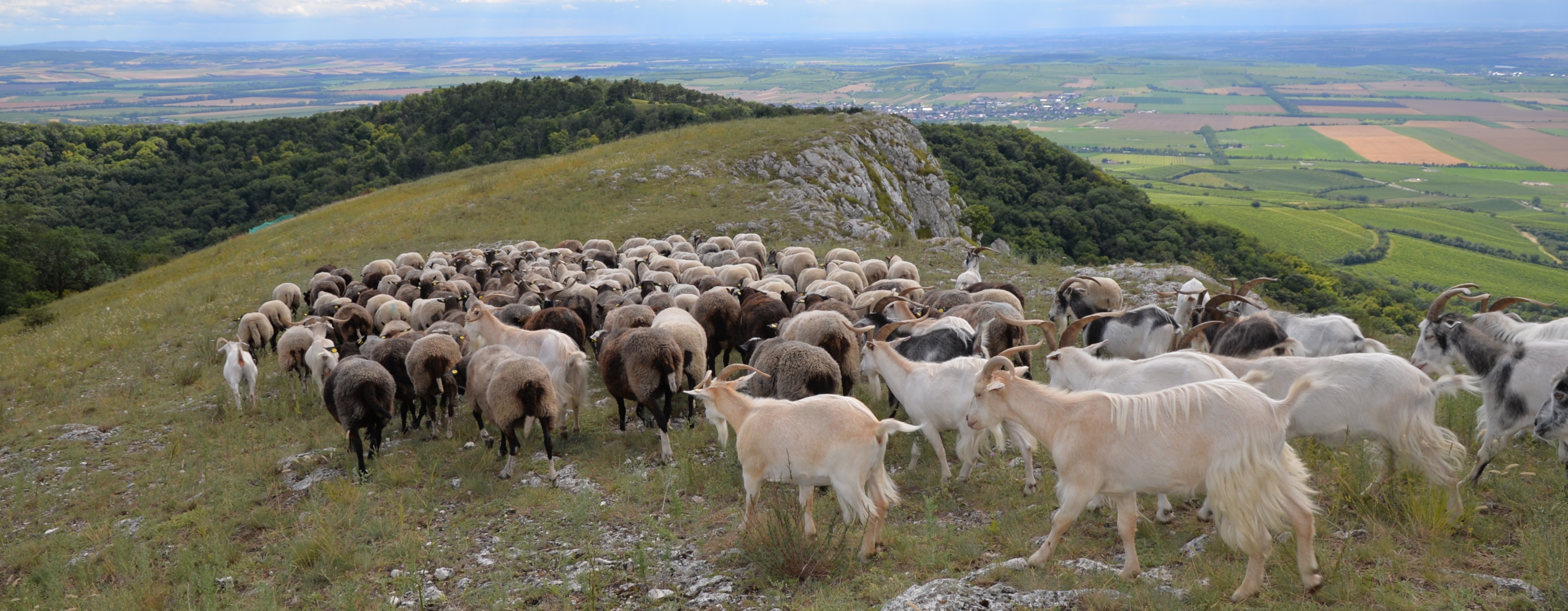Stádo ovcí na škrapové stráni.