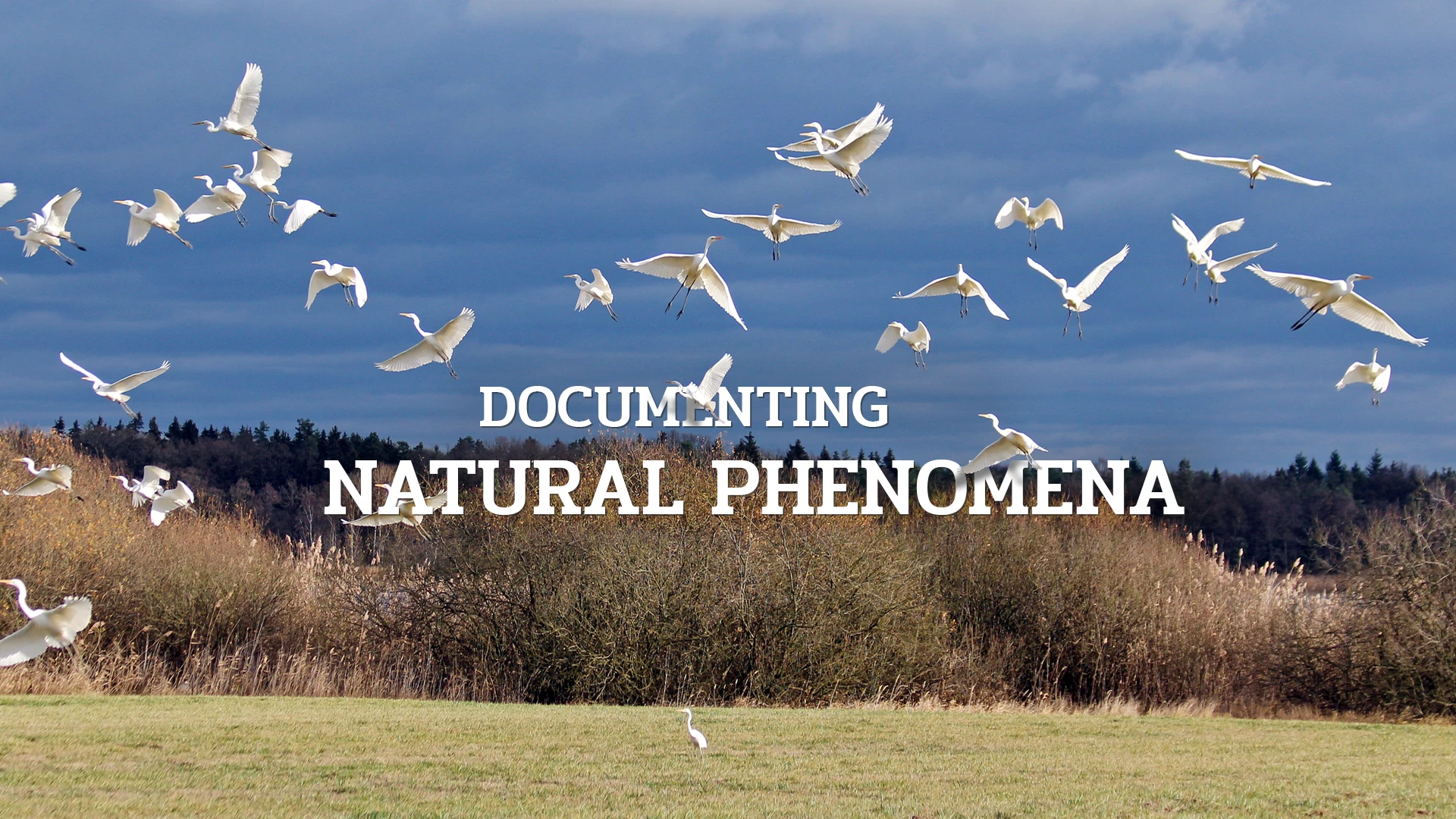 Documenting natural phenomena