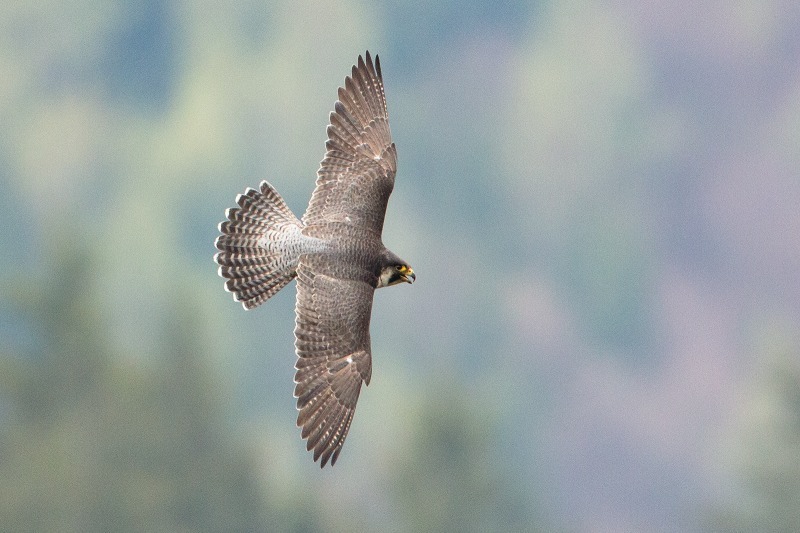Peregrine Falcon, photo: Petr Šaj