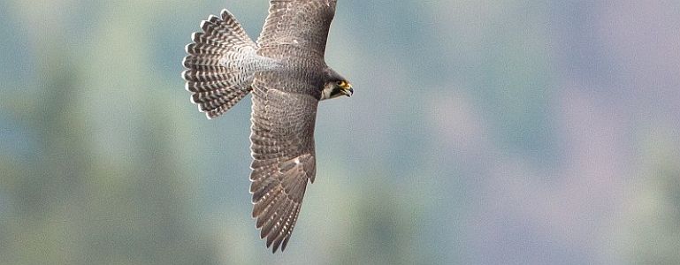 Peregrine Falcons Have Started Their Nesting Period in the Jeseníky Mountains