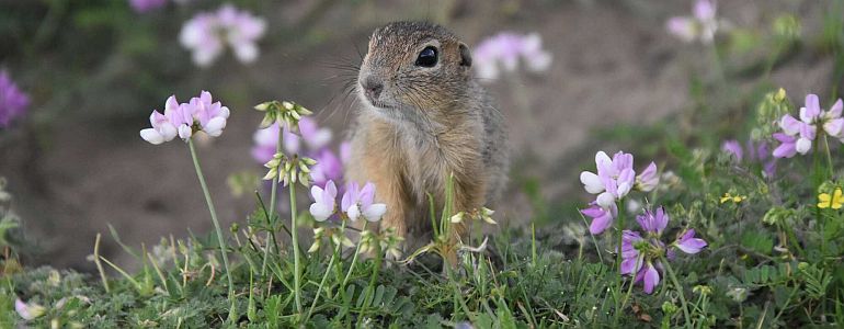 Ground Squirrels are a Sign of a Spring Approaching
