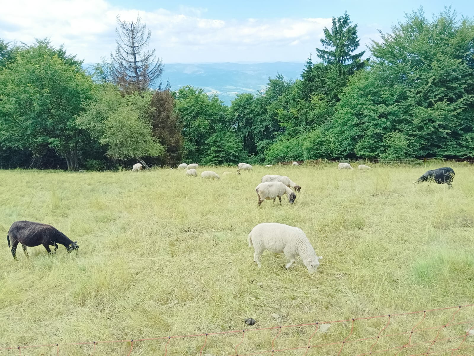 Pastva ovcí na Radhošti.
