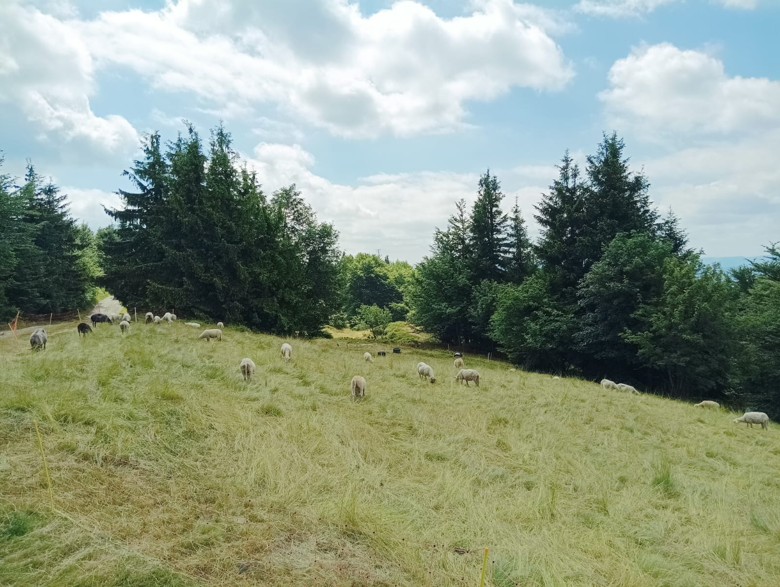 Pastva ovcí na radhošťském hřebenu vedle turistické trasy.