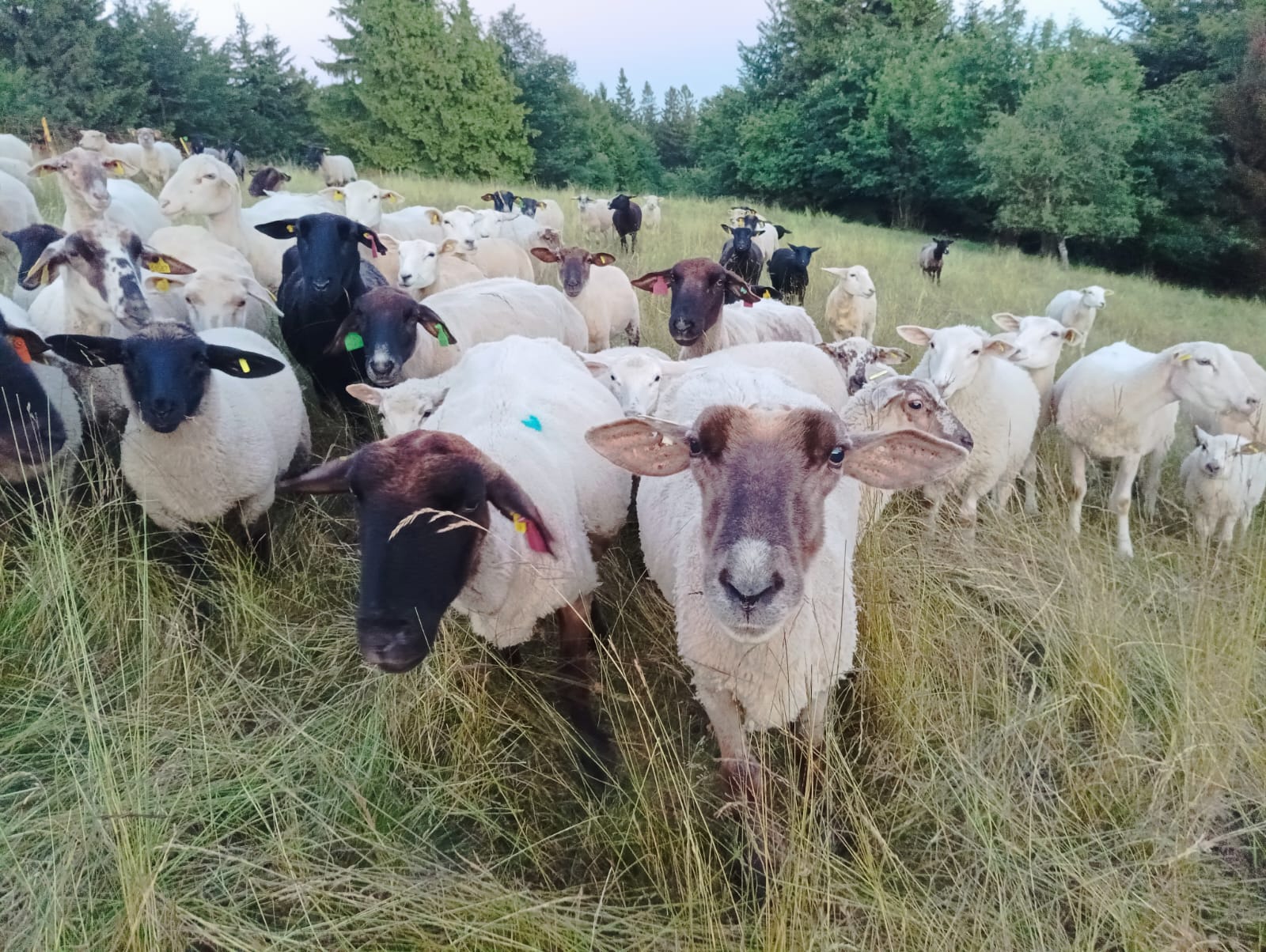 Ovce na pastvě na radhošťském hřebeni.
