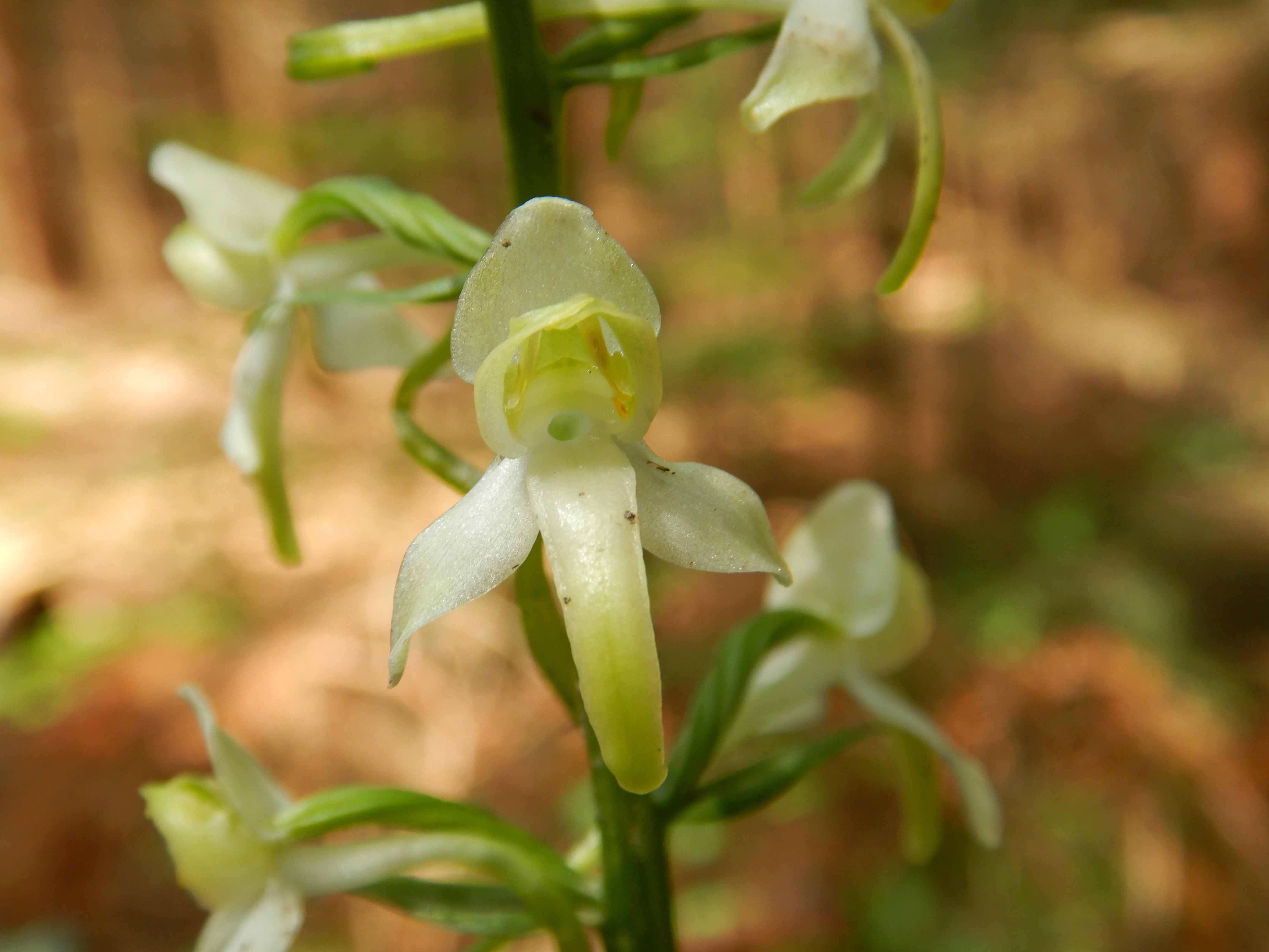Vemeník zelenavý (Platanthera chlorantha), ohrožená orchidej naší květeny.