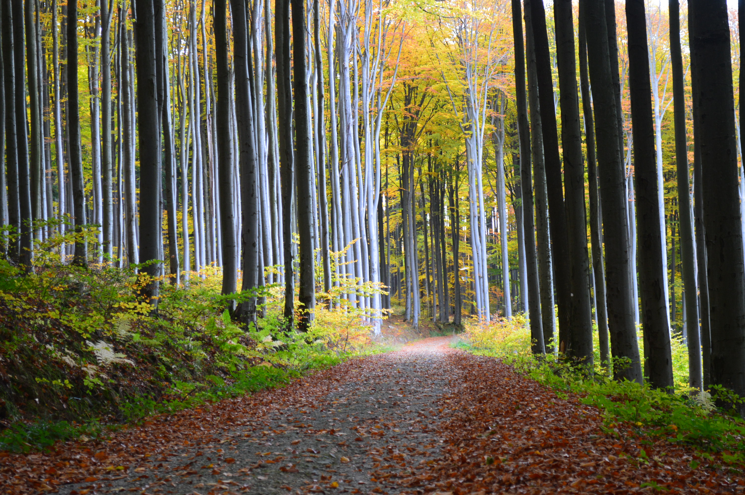 Bučina na Kleti. Foto Zdeněk Hosman. 