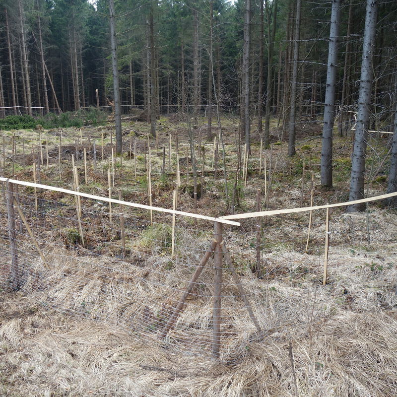 Nejvysazovanější dřevinou byl buk lesní, na obrázku krytokořenné sazenice připravené k sadbě
