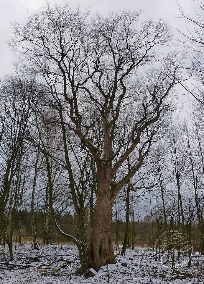 Klen na Hrachovišti