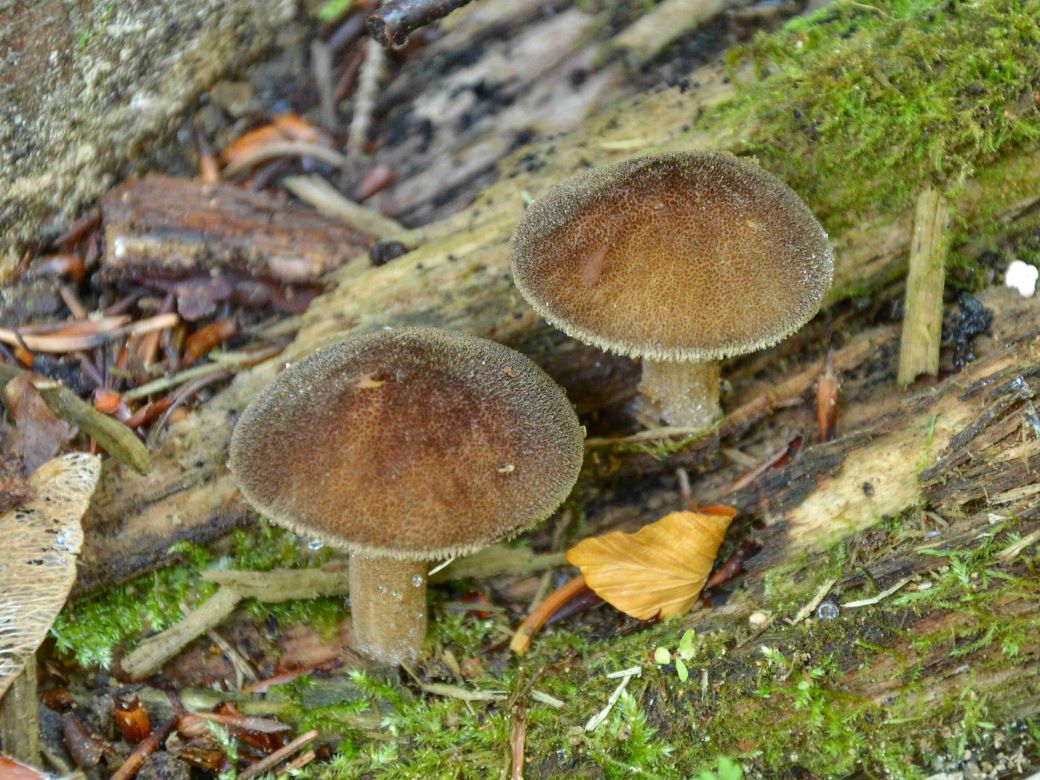 Vyrostlé houby.