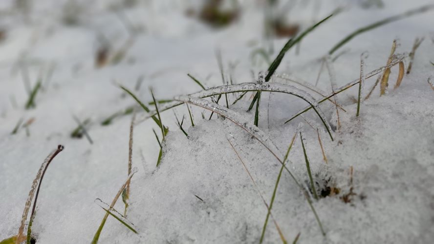 Detail trávy ve sněhu.