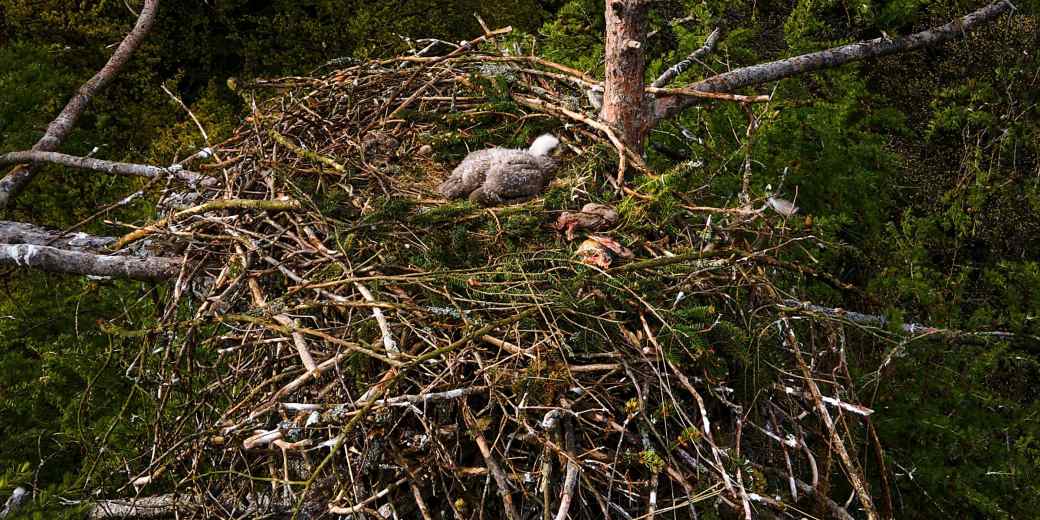 Hnízdo orla mořského, foto Bohumil Fišer