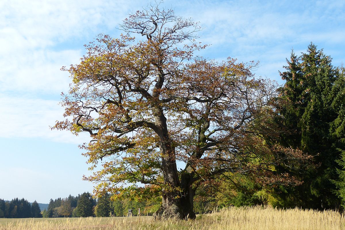 Památný strom v CHKO Brdy