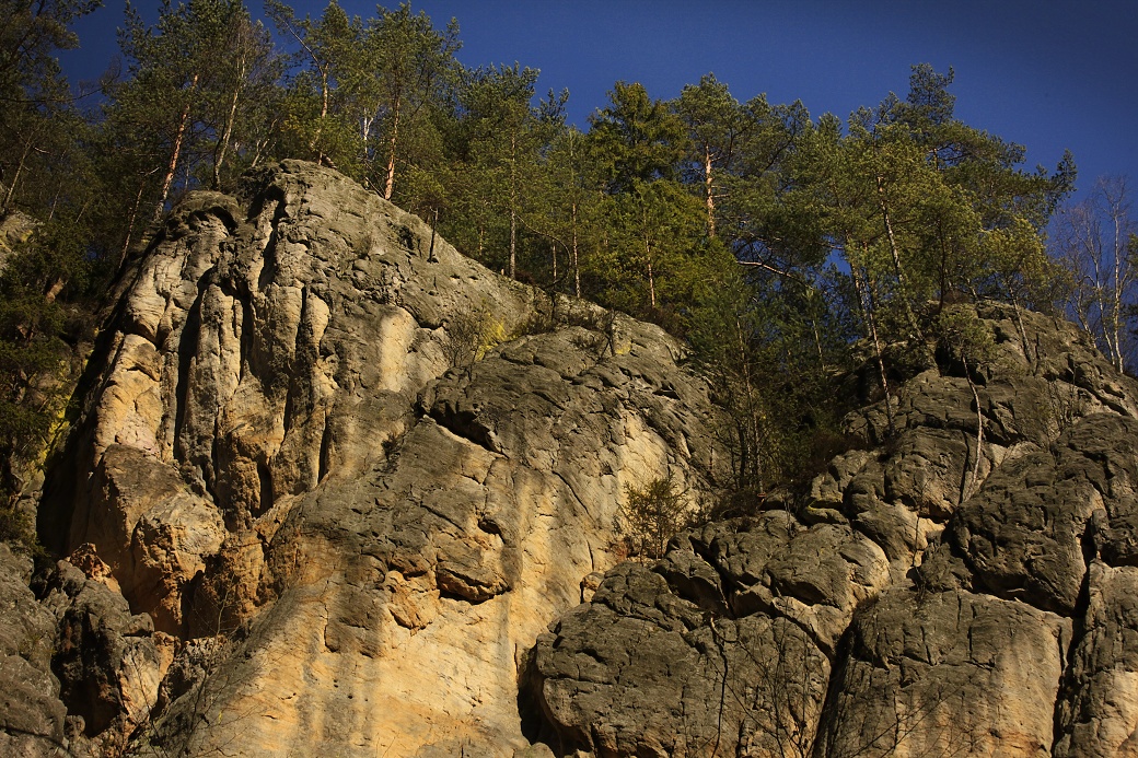 Reliktní bor na slunných skalách v Adršpašskoteplických skalách.