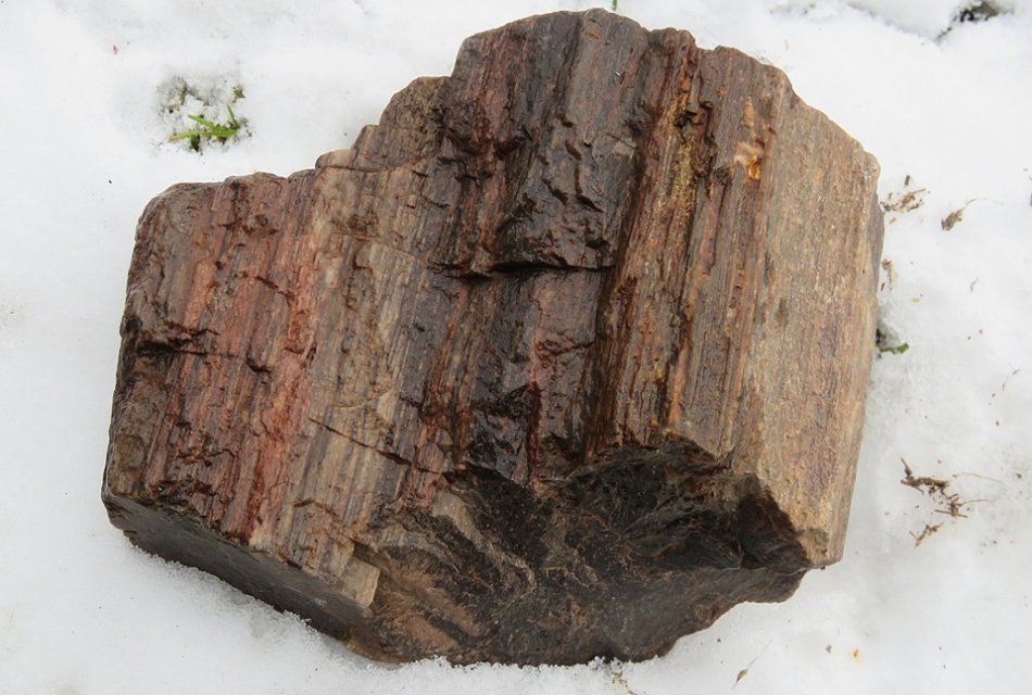 Araukarit-zkamenělé dřevo