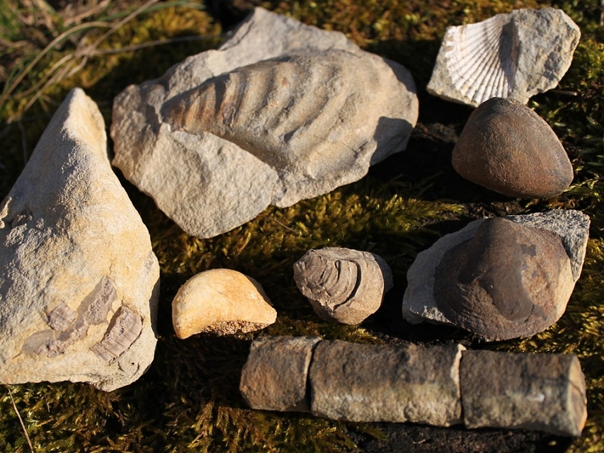 Křídové sedimenty-turon-fosílie plže Pleurotomaria linearis.