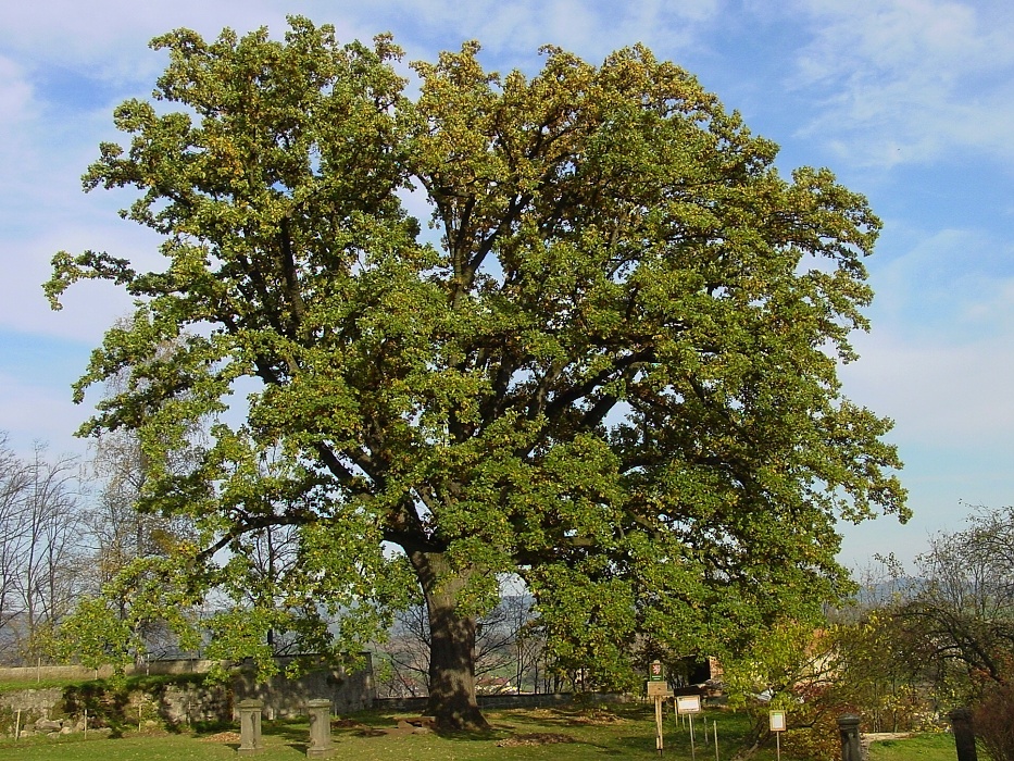 Klášterní dub v Broumově - dub letní