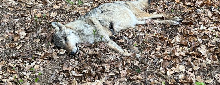 Trestní oznámení: utýraná březí vlčice na Broumovsku