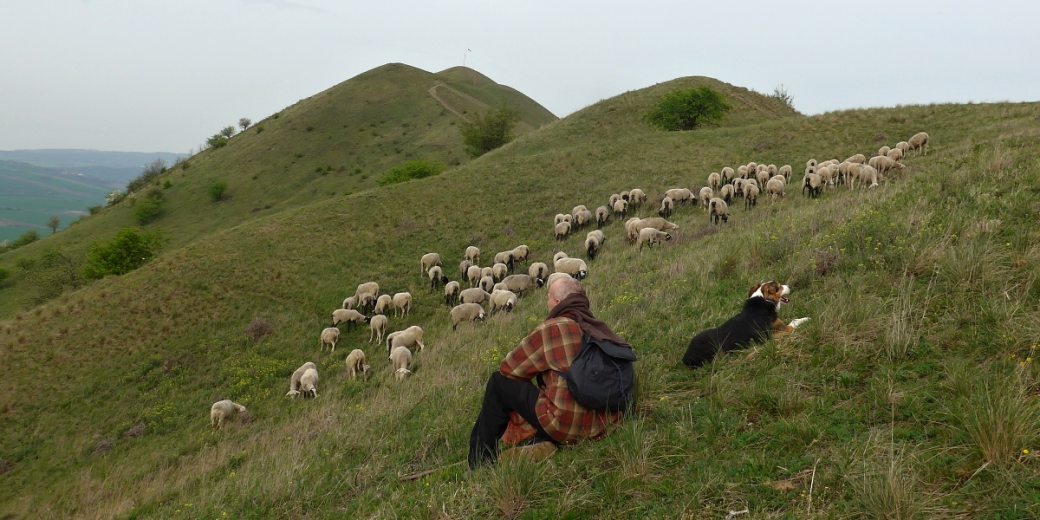 Pasák sedí na svahu kopce Raná a spolu s pasteveckým psem dohlíží na malé stádo ovcí.