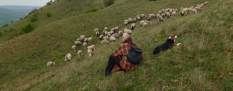 Pasák sedí na svahu kopce Raná a spolu s pasteveckým psem dohlíží na malé stádo ovcí.
