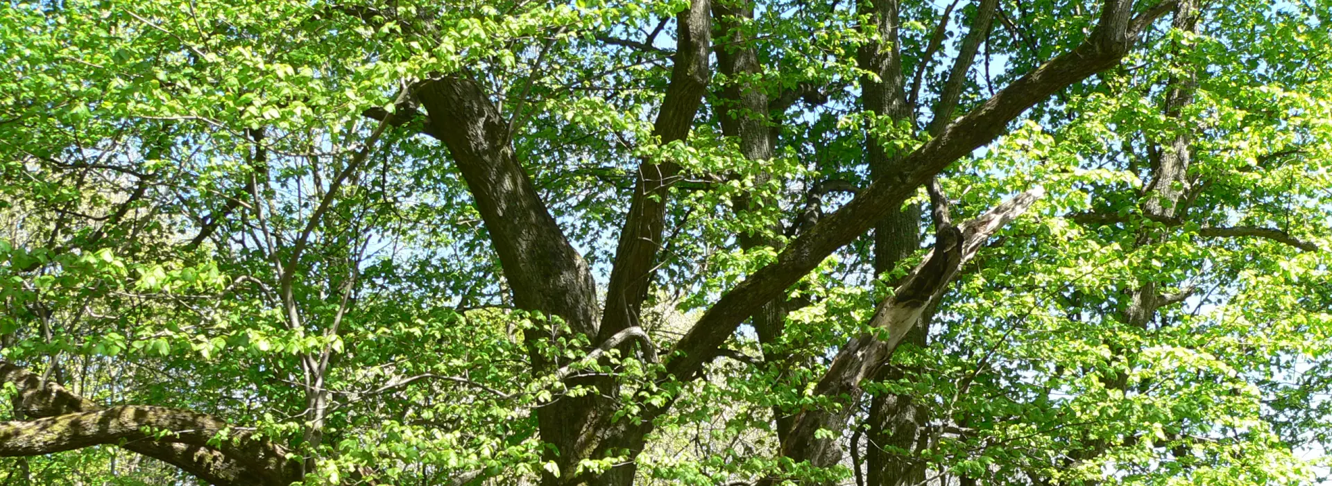 Památné stromy CHKO Český les