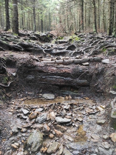 vlivem eroze obnažené kořeny stromů na lesní stezce.