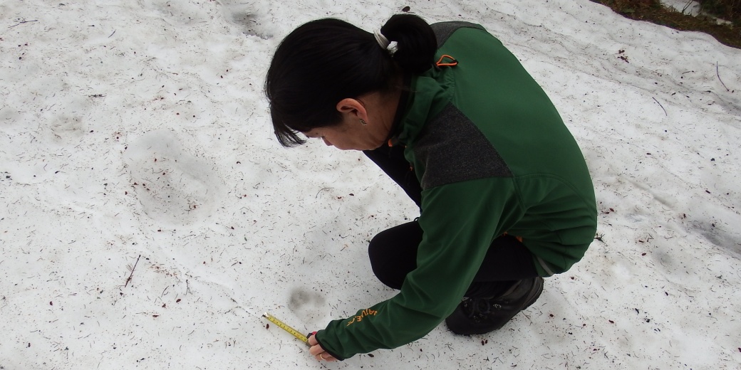 Měření zvířecích stop ve sněhu.