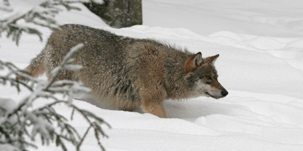 Vlk obecný v zasněžených lesích CHKO Jeseníky.