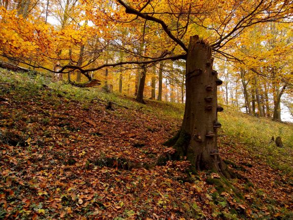 Podzimní les.