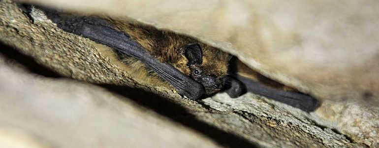 Nález největšího jeskynního zimoviště netopýra hvízdavého v ČR