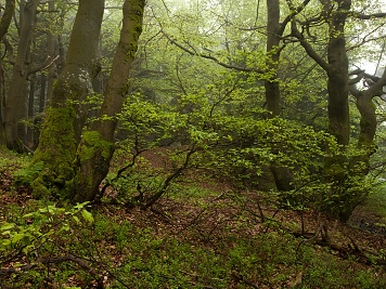 Lesy v okolí  Deštného.