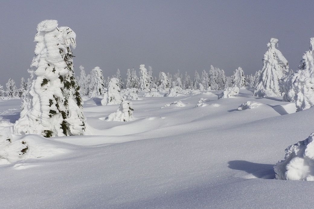 Vysoká sněhová pokrývka vydrží na hřebenu Orlických hor do pozdního jara.