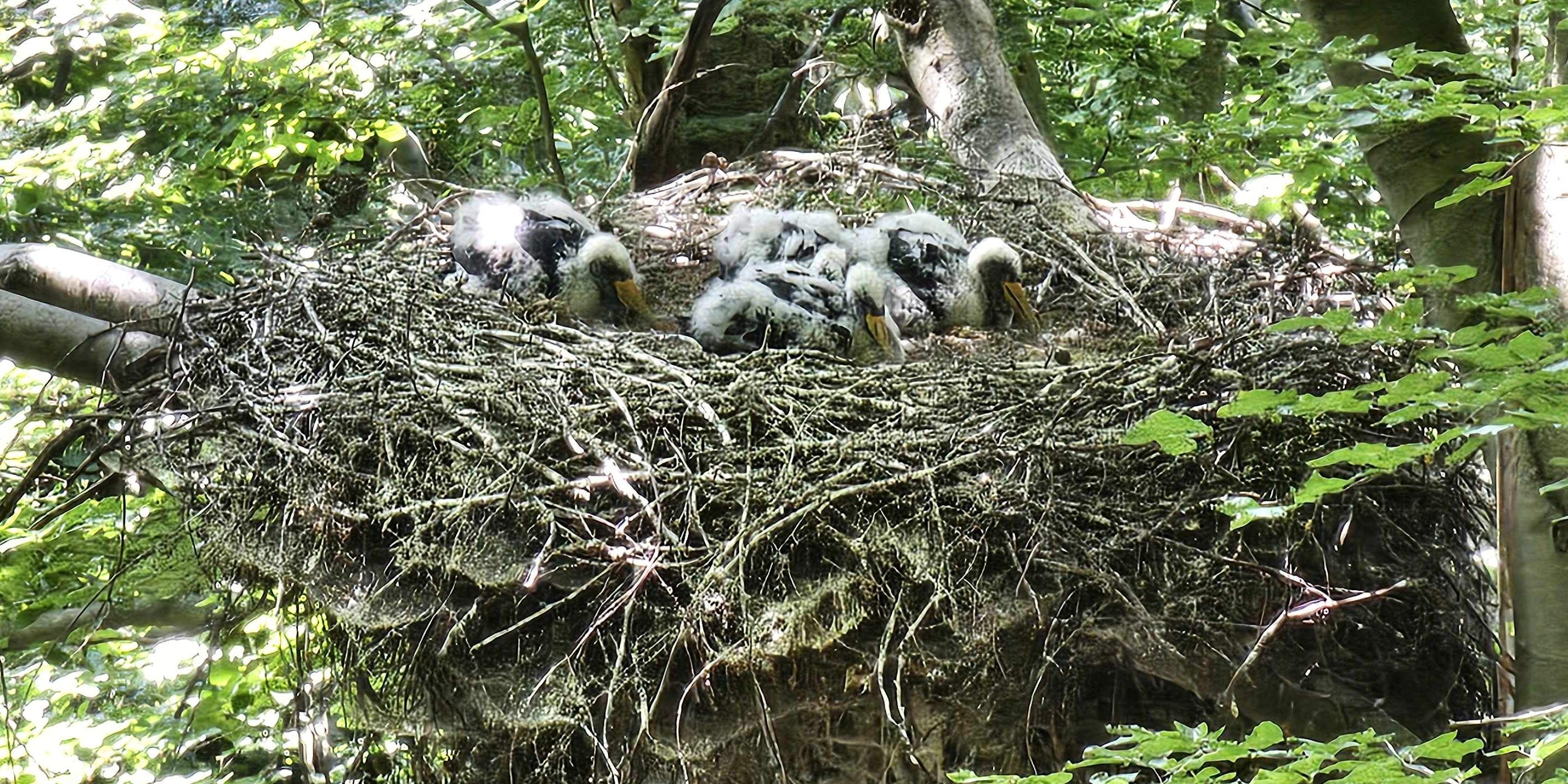 Mláďata čápa černého na hnízdě. Foto: Václav Pavel